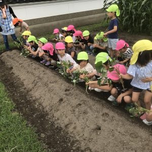 2023.06.23　さつま芋の苗植え＆梅漬け★～以上児～