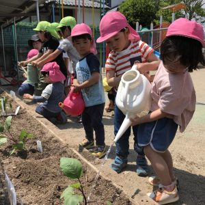 2023.05.12  野菜の苗を植えたよー！～ 以上児(３.４.５歳児）～