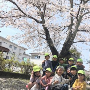 桜がきれいだよ🌸～さくら組～