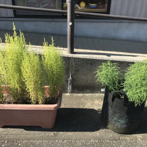 この植物は何でしょ？